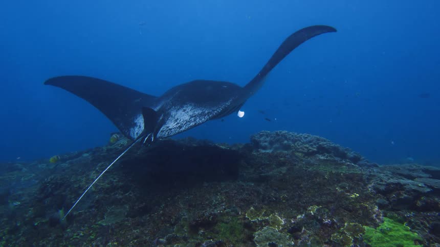 Manta ray swimming over the rocks of a coral reef in the blue caribbean ocean waters