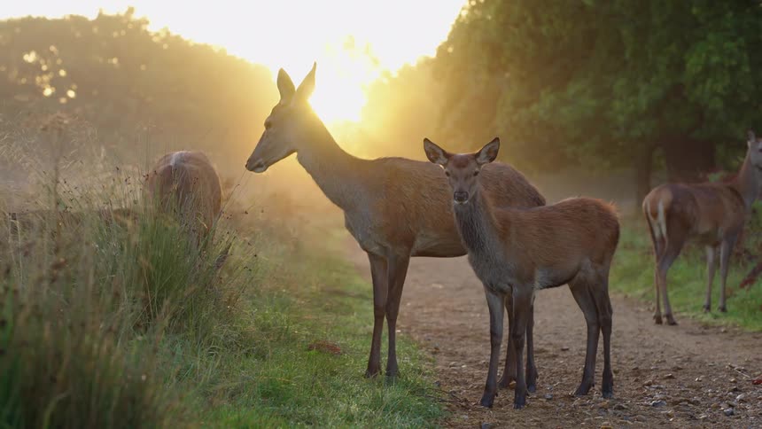 Five deer eating grass in the nature