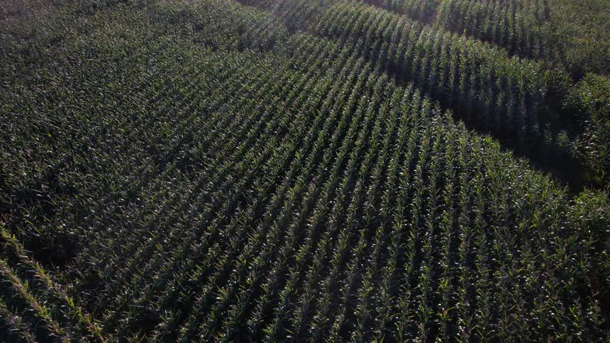 Aerial view of a vineyard with the grape vines moving and swaying in the wind