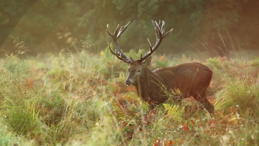 A deer grazes in tall grass