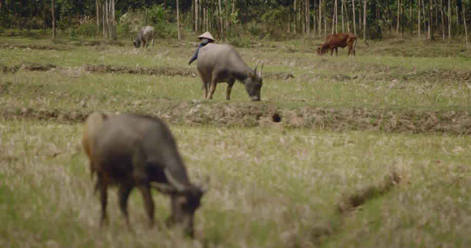 A farmer walking along the cattle grazing on the field at daytime in asia