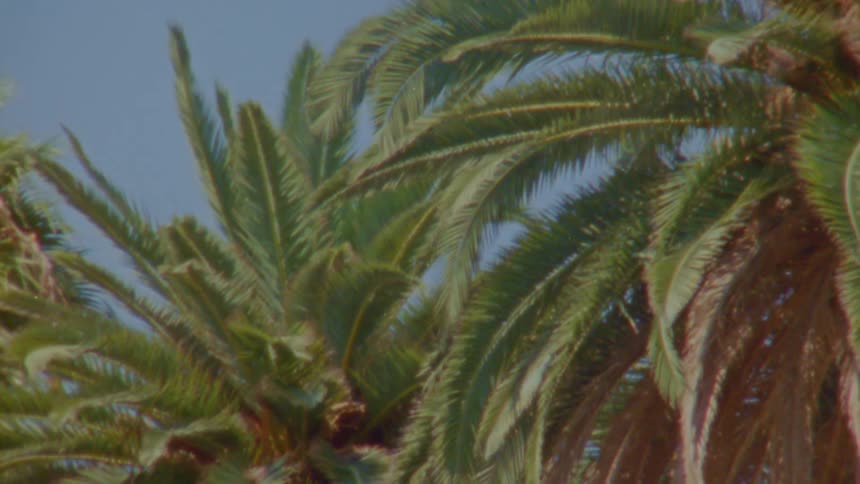 A view of palm trees outdoors