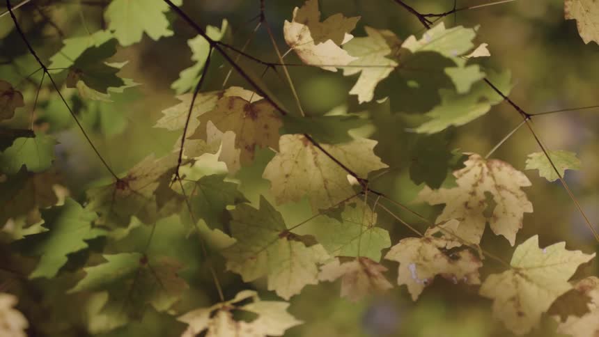 Close-up of some fall leaves