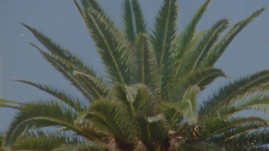 The wind is blowing the branches on the palm tree