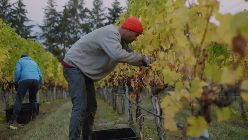 People are working in a vineyard picking grapes off the vines