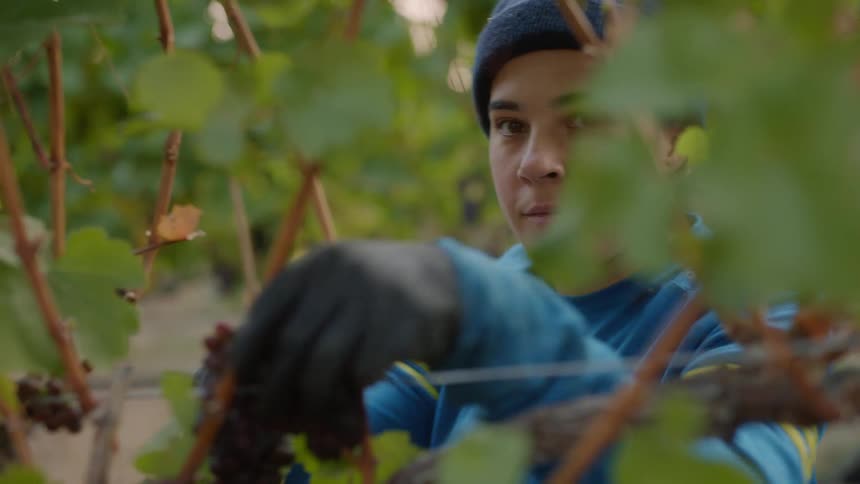 A person is outdoors and gathering grapes