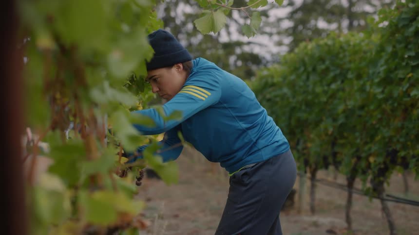 A man clips grapes from trees in a vineyard