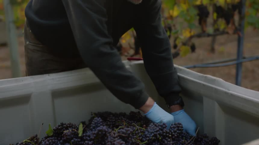 A man picks through grapes on a vineyard