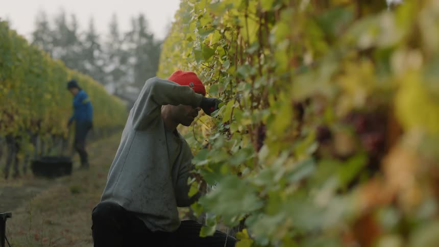 Two men pick grapes in a vineyard