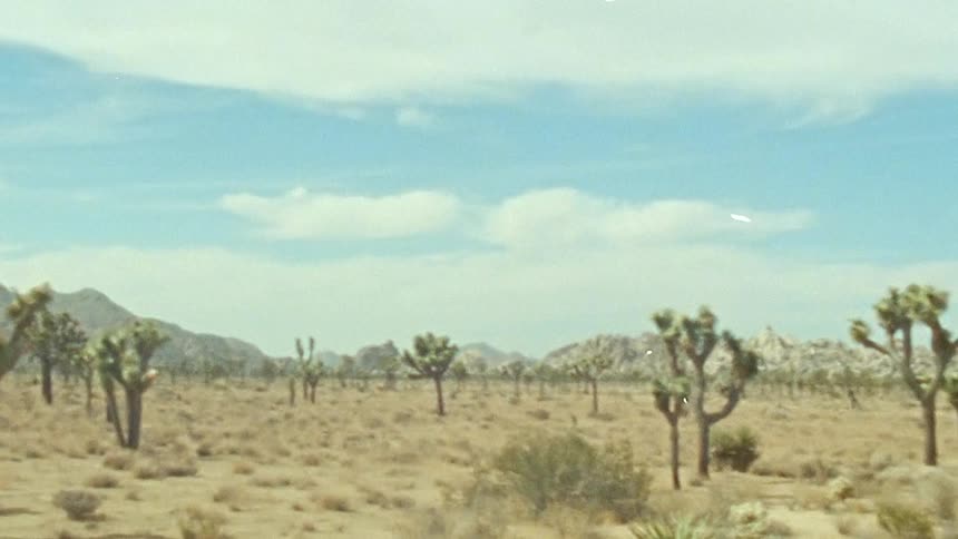 The desert is lined with small trees