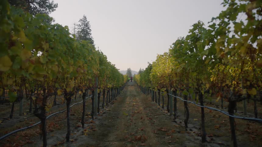 The vineyard is large and green