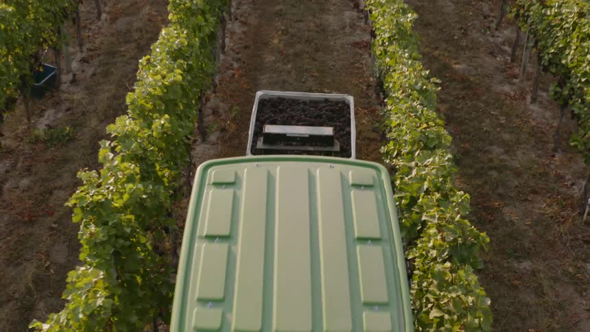 A man is driving a tractor through a vineyard