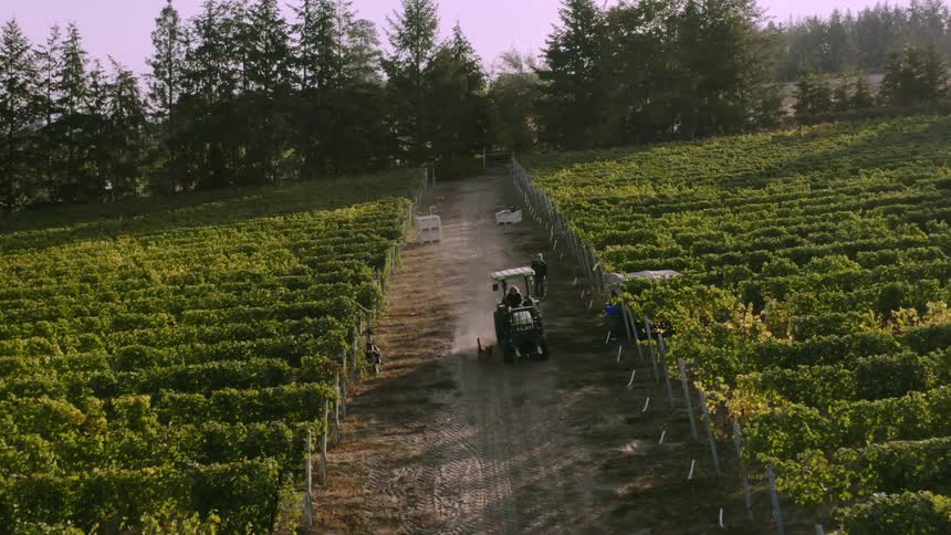 Two farmhands working in a vineyard