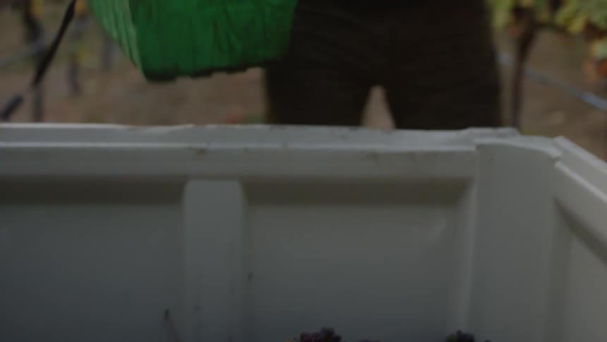 A man dumps grapes in a bin