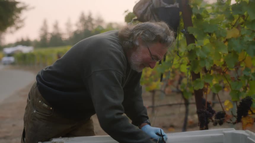 A man is picking through some grapes in the vineyard