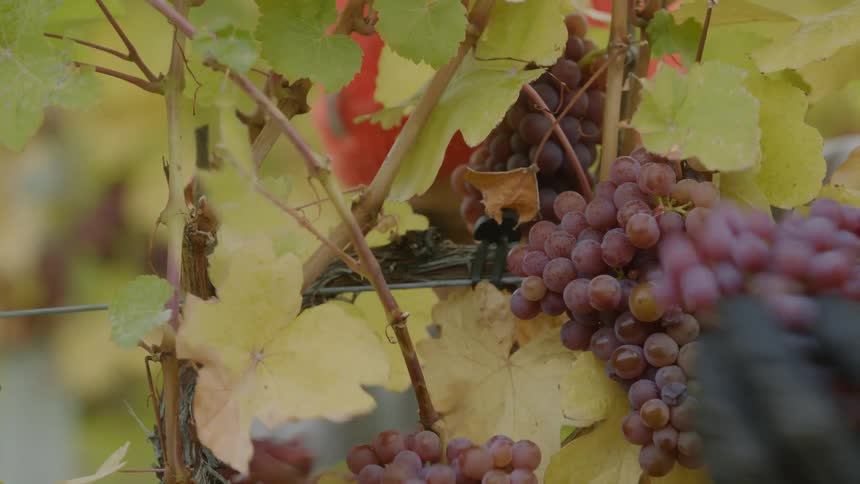 A man in gloves harvesting red grapes from the vine