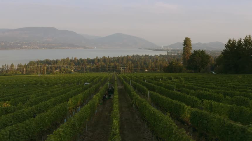 Rows of vines growing in a vineyard