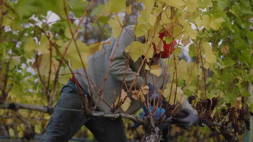Man working on a farm rapidly trimming the vines on a vineyard at morning