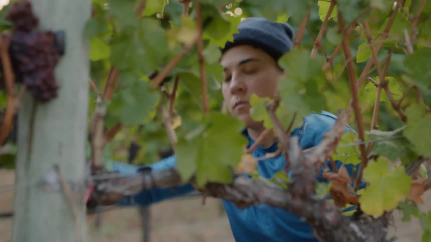 Woman working on a farm harvests grapes from a vineyard at morning