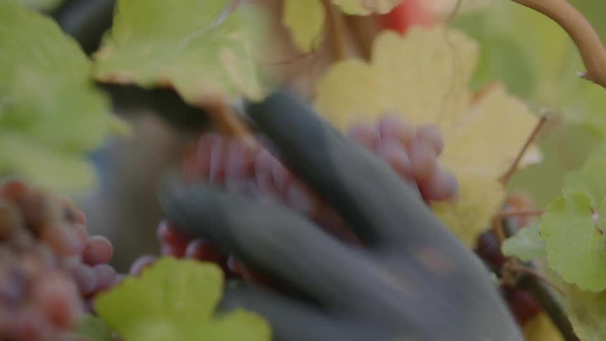 A person wearing gloves picks bunches of grapes from the vines in a vineyard
