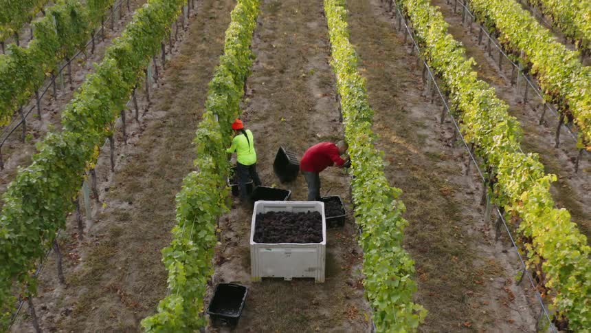 Three people are gathering crops on a farm in spring