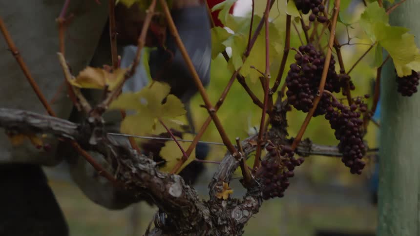 A man wearing gloves is reaching over the vines and cutting bunches of grapes in the vineyard