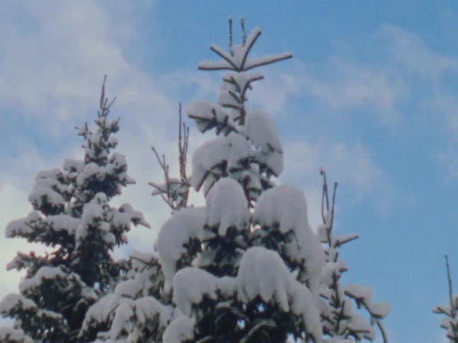The sun shines on snow covered trees under a blue cloudy sky