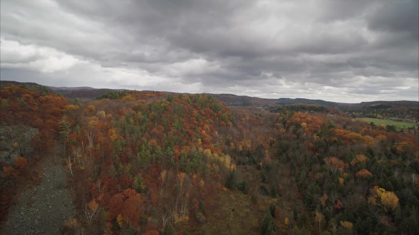 An aerial view of trees in a forest covered in fall leaves