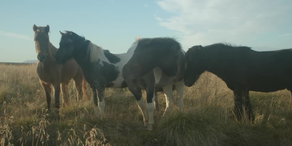 A group of horses stand together in a grassland during the day