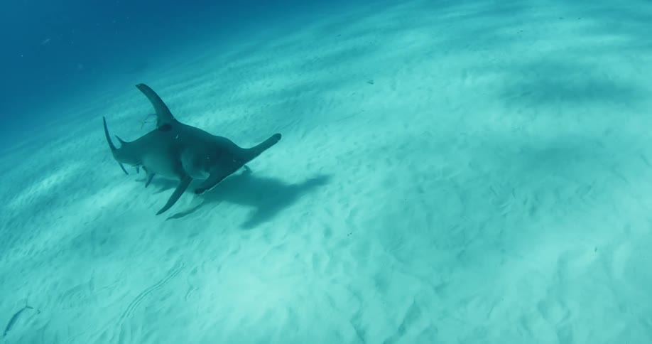 A shark is swimming near the sand on the bottom of the ocean