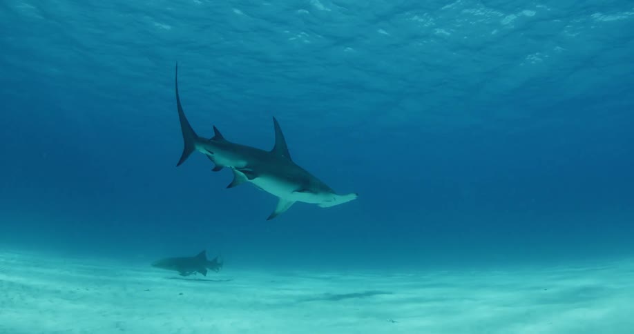 A hammerhead shark dives down in the water with another shark passing below