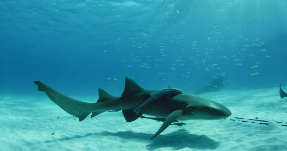 A large shark has other fish swimming with it underwater