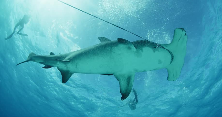 A hammerhead shark is dragging a rope in its mouth