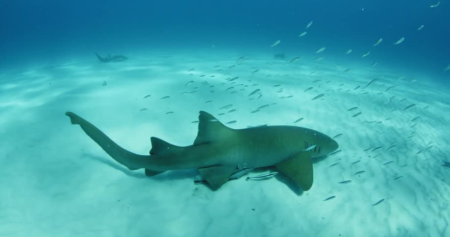 Fish swim around a shark near the ocean floor