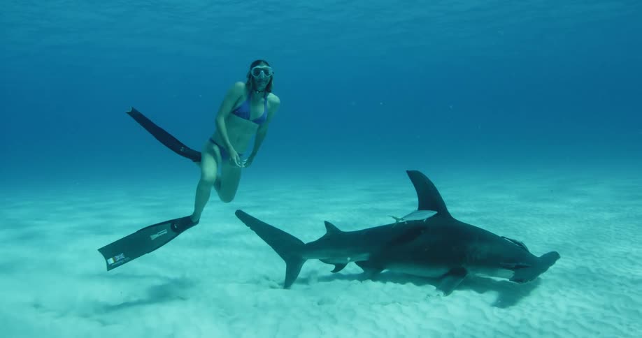 Diver swimming underwater looking at a shark