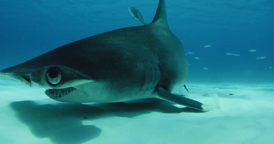 A hammerhead shark skims the ocean floor