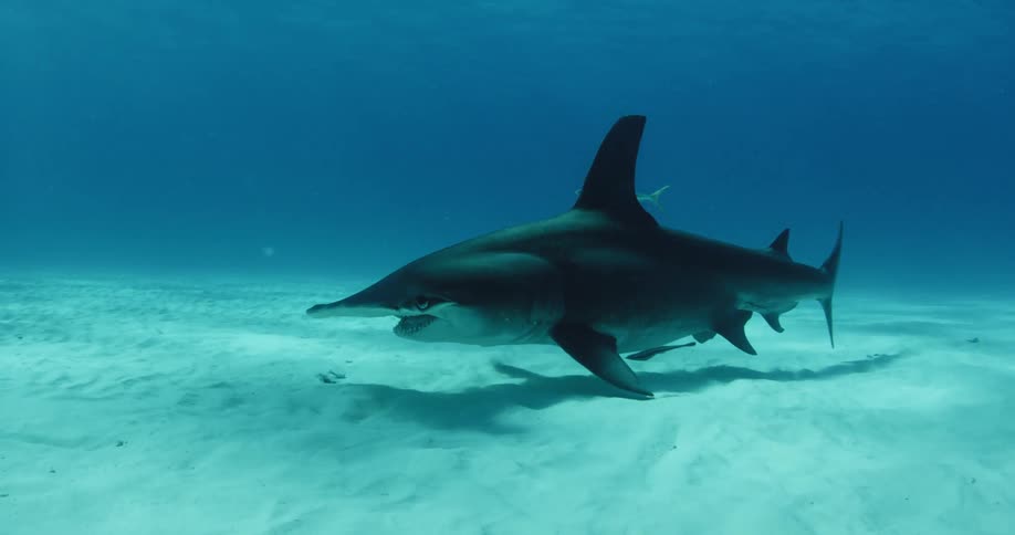 A hammerhead shark swimming on the dark ocean floor