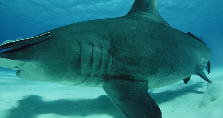A hammerhead shark swims near the ocean floor