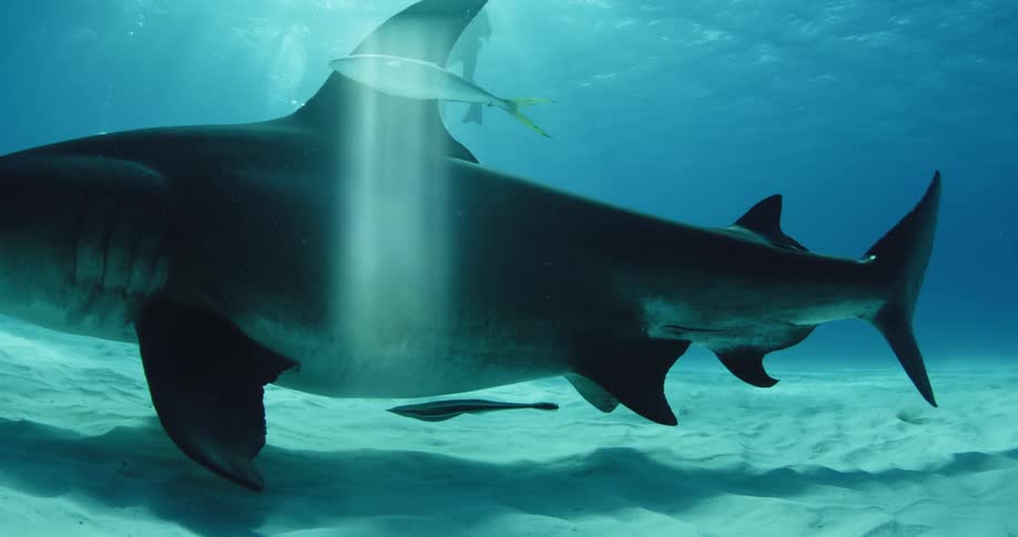 A hammerhead shark swims near divers in the ocean