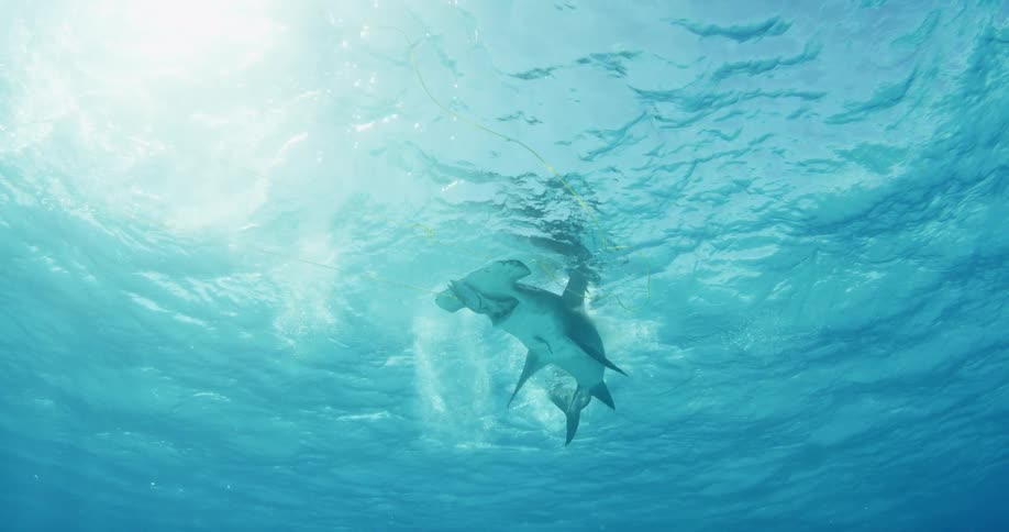 A hammerhead shark swims up to the ocean surface and eats a fish