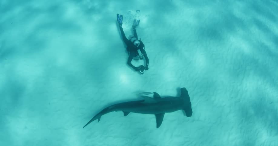A hammerhead shark is swimming around a diver