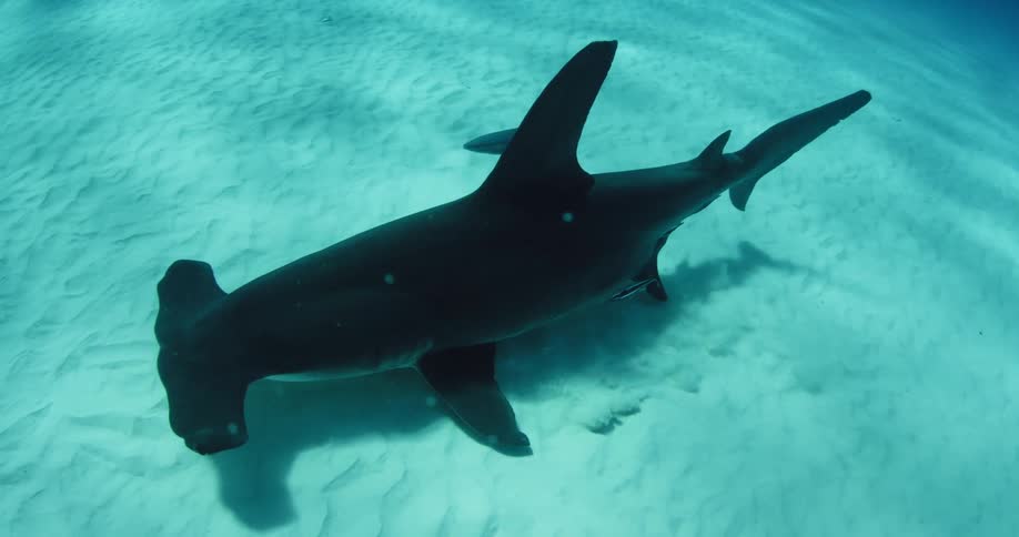 Shark swimming low to the ocean floor