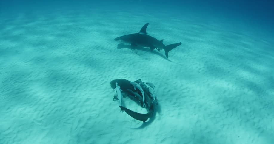 Remoras cling to sharks as they swim near the ocean floor