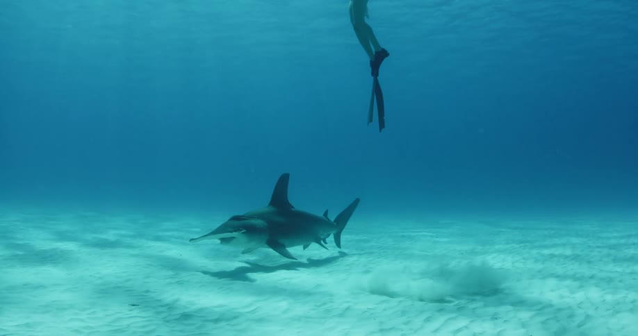A scuba diver is lifting upwards as a shark with a large pointed nose swims near her feet