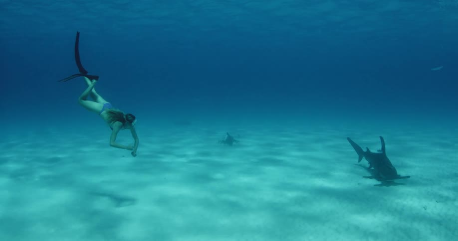 A woman scuba diver swims towards a shark