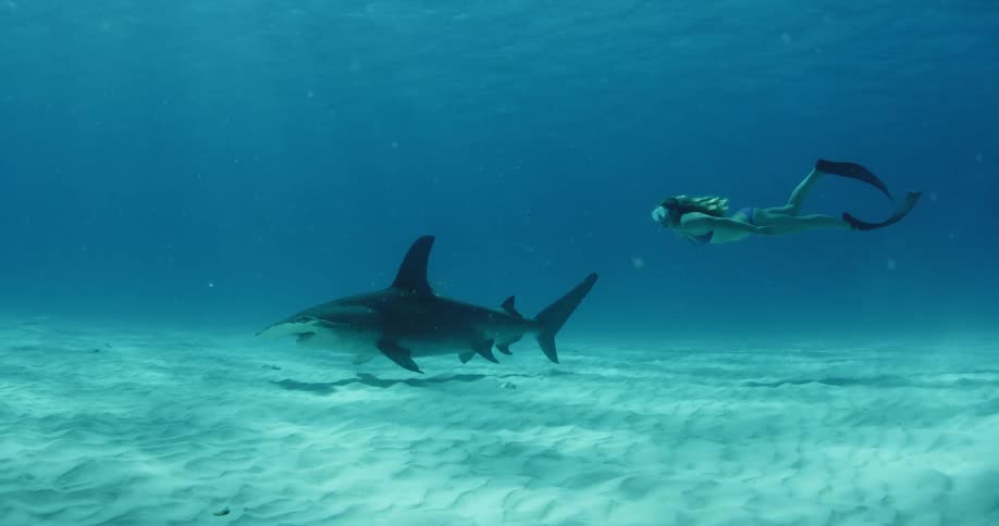 Person swimming underwater with a shark