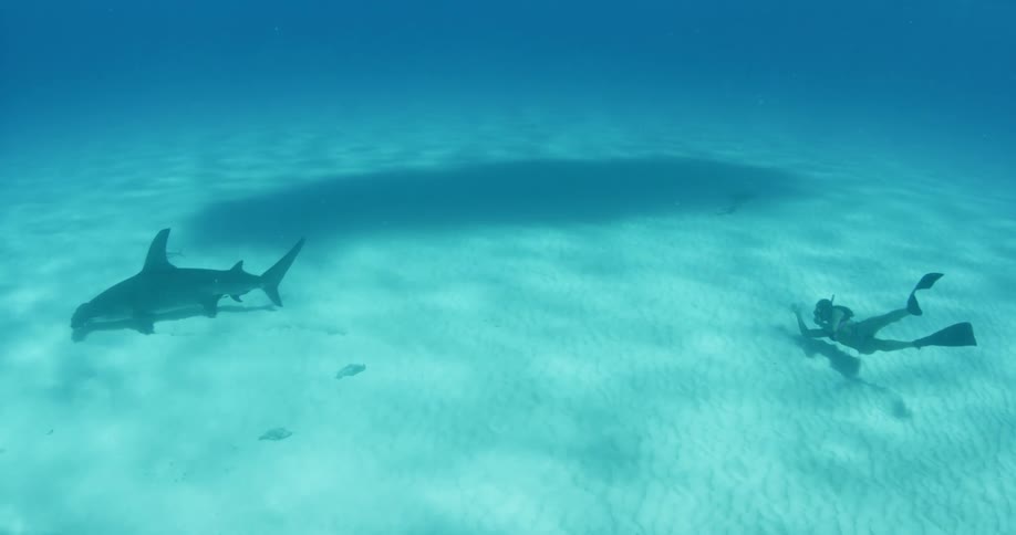 A shark and a diver are swimming close to each other
