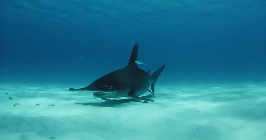 A shark is swimming near the sand on the bottom of the ocean
