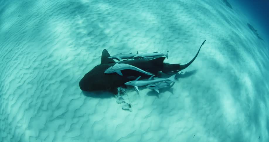 Nurse shark swimming close to the bottom with other fish very close by
