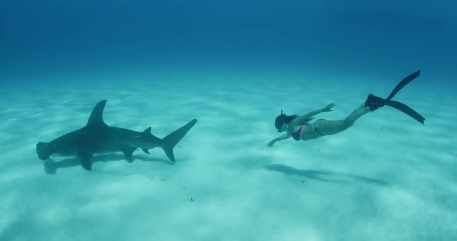 A scuba diver swims alongside a hammerhead shark